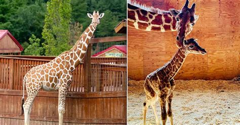 April The Giraffe Who Became An Internet Sensation As The World Watched Her Give Birth Is