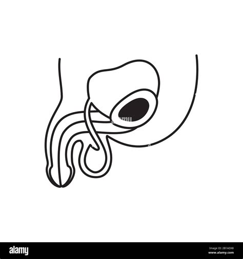Male Reproductive System Vector Drawing Woman Reprodu