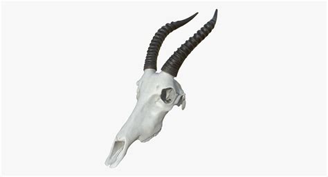 Antelope Skull 3d Model Turbosquid 1435266
