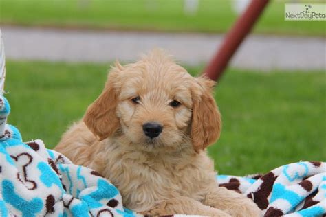 They will be ready to go to their forever homes on june 30th. F2 goldendoodle puppies for sale near me