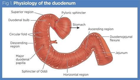 Gastrointestinal Tract The Duodenum Liver And Pancreas Nursing Times