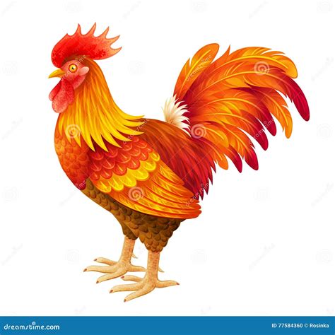 Red Rooster Illustration Stock Vector Illustration Of Poultry 77584360