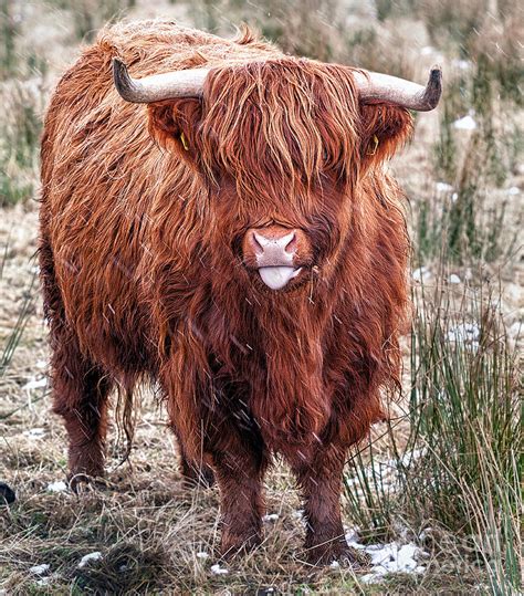 Highland Coo With Tongue Out Photograph By John Farnan