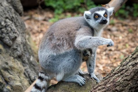 Baby Lemurs Born At Houston Zoo Houston Tx Patch