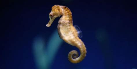Seahorses Fish Breeds Information And Pictures Of