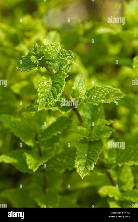 Mint Plant Mentha Stock Photo Alamy