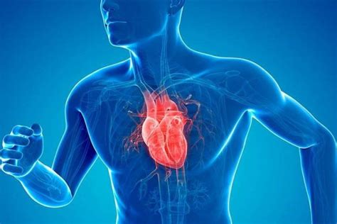 Las 10 Enfermedades Cardiovasculares Más Comunes