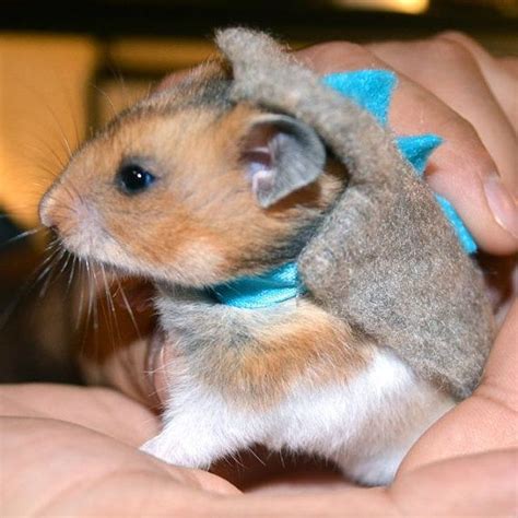 Hamster Dinosaur Pet Halloween Costumes By La By Lamarmotacafe Pet