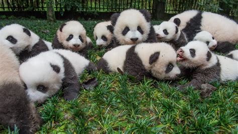 Osos Panda Tema Cnn