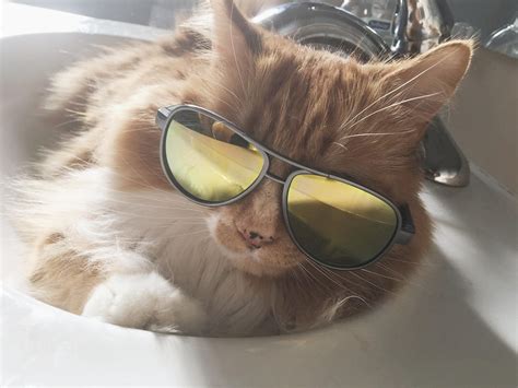 Coolest Cat Around Cool Cats Kisses Rayban Wayfarer Ray Bans Square