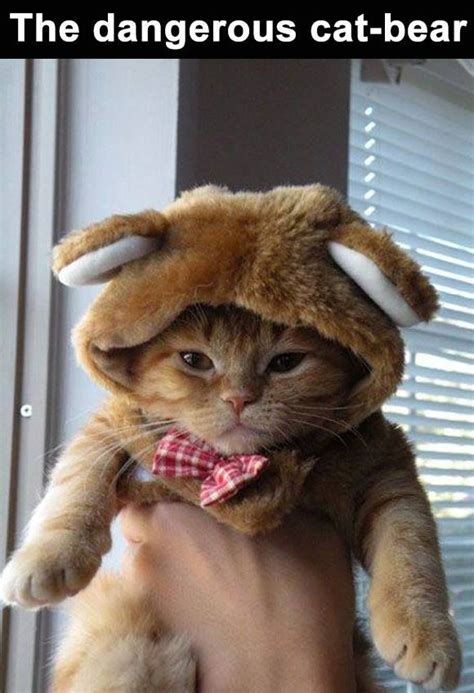 Funny Cat In A Bear Costume Pictures Photos And Images