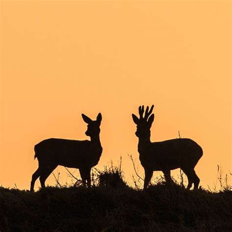 Roe Deer David White Wildlife Photography