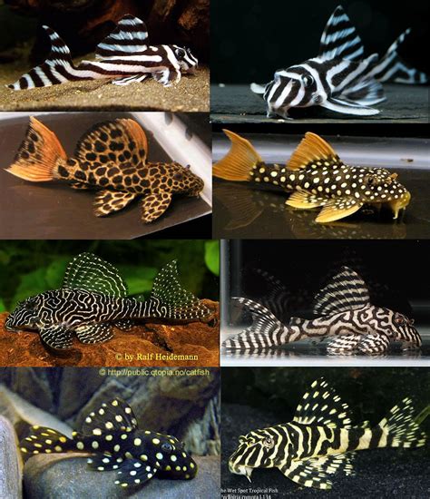 5 Small Pleco Fish Breeds Plecos That Stay Small Artofit