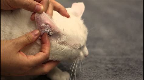 25 Top Pictures Cat Thyroid Medication Ear Gel Osurnia Dog Ear