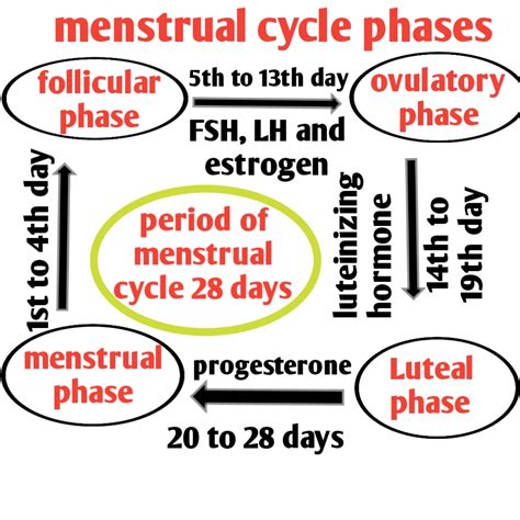 Menstrual Cycle Phases Hormones Shecares