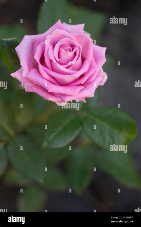 Light Pink Rose Hi Res Stock Photography And Images Alamy