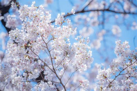 Beautiful Japanese Sakura Cherry Blossom Trees During Spring In Tokyo