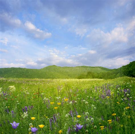 Landscape Nature Background Of Mountain And Meadow Covered In Beautiful