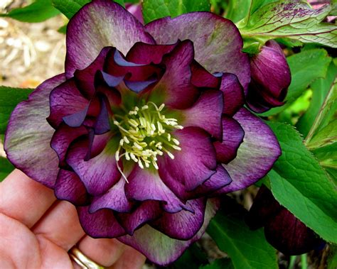 12 Famous Plants That Grow Well In Shade The Self