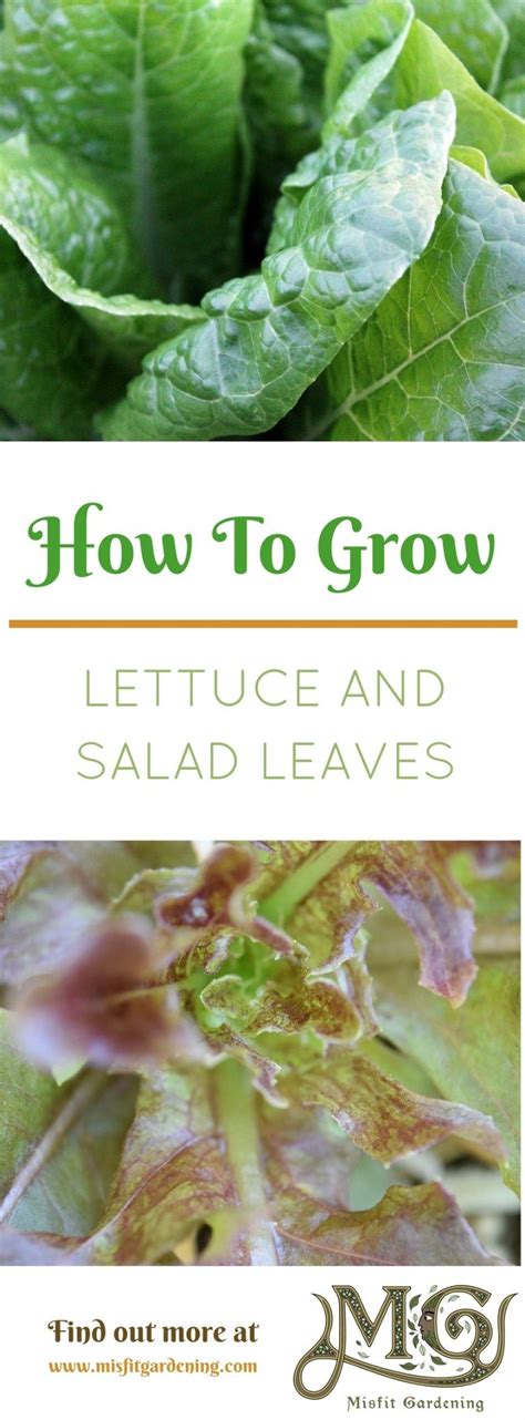 Plant Of The Month How To Grow Lettuce And Salad Leaves Misfit