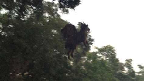 Usually it is a caution to pay attention to avoid failure. 13 times the Jersey Devil has been spotted in the Garden ...