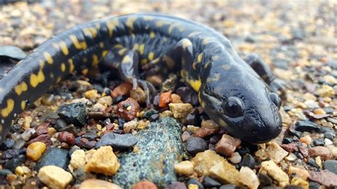 Eastern Tiger Salamander U S Geological Survey