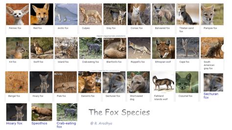 The 25 Interesting Facts About Foxes Hubpages