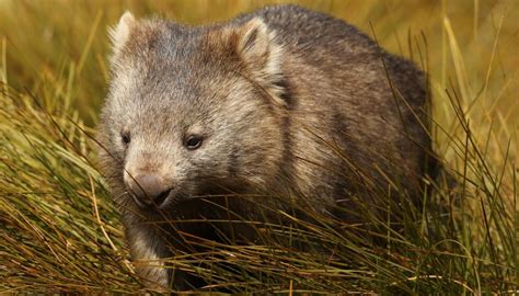 Solved The Mystery Of How Wombats Create Poo Cubes Newshub