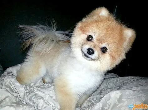 18 Best Pomeranian Teddy Bear Cut Pictures Page 2 The Paws