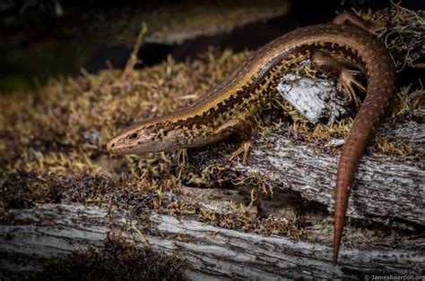 Critter Of The Week The Alborn Skink Rnz
