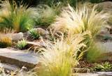Images of Landscape Design Using Ornamental Grasses