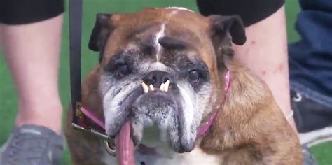 Zsa Zsa Is Crowned The Worlds Ugliest Dog And The Internet Is In Love