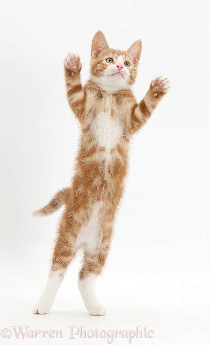 Ginger Kitten Standing Up With Raised Paws Photo Wp34377