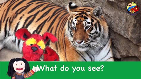What Do You See Song Wild Animals Learn English Kids Youtube