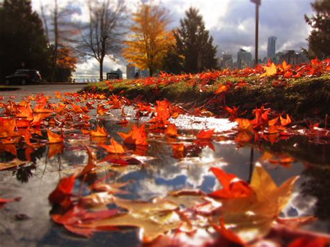 Wallpaper Park Autumn Fall Leaves Vancouver Stanley