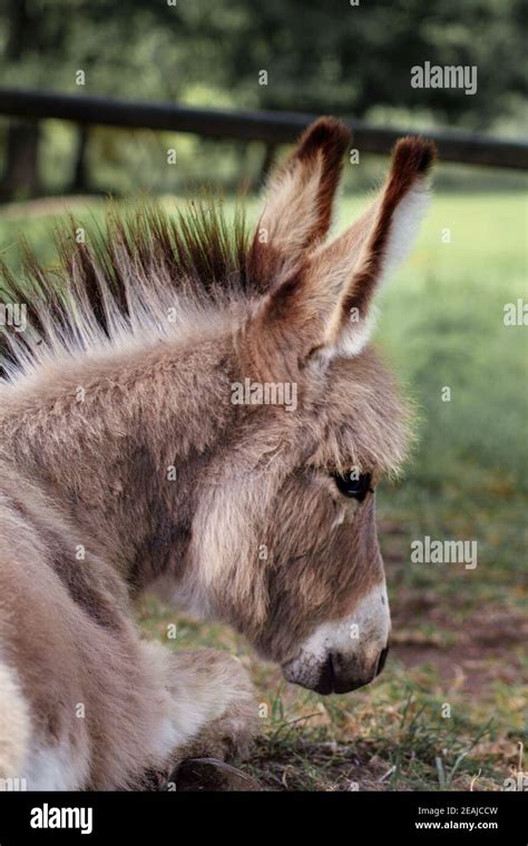 Portrait Of A Young Domestic Donkeyequus Asinus Asinus Stock Photo Alamy