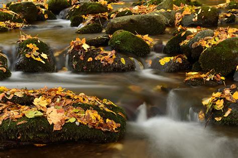 Picture Leaf Brook Autumn Nature Moss Stone