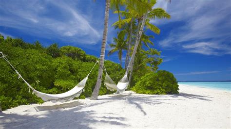 Hammock Tropical Beach Palm Trees Hd Wallpaper Nature And Landscape Wallpaper Better