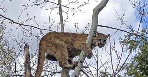 King County Wa Cougar Attack Tractorbynet