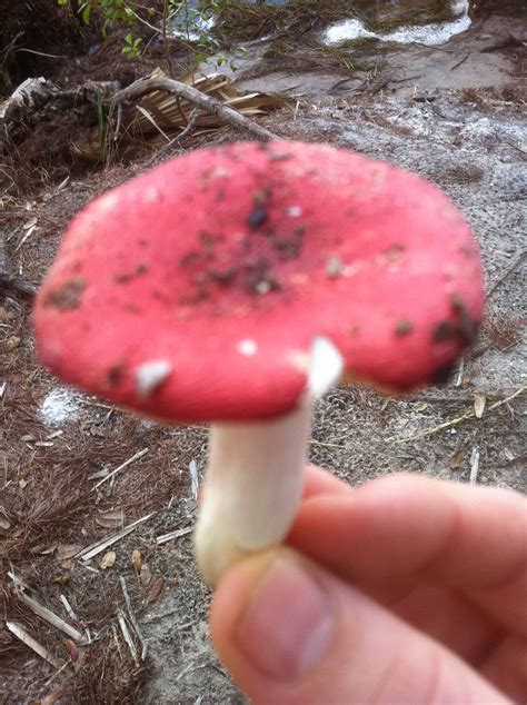 Forest Hunt Florida Id Mushroom Hunting And Identification