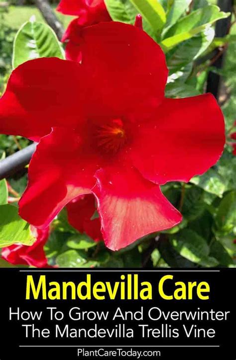 Neem oil has also been known to assist in the removal of spider mites and will deter them from infesting if sprayed early on. Mandevilla Care: Grow Colorful Mandevilla Trellis Vines ...