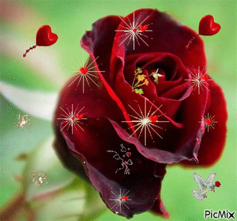 10 Beautifully Animated Rose Images Cute Rose Beautiful Rose Flowers