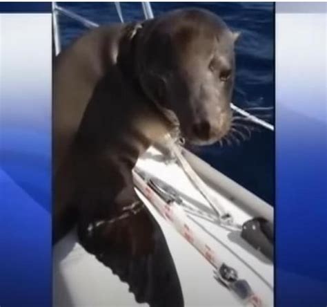 Adorable Sea Lion Pup Jumped Onto Boat And Cuddled Driver