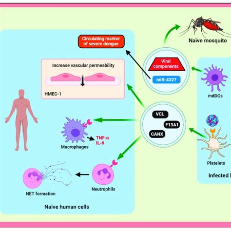 Exosomes EVs Are Involved In The Viral Dissemination And Pathogenesis