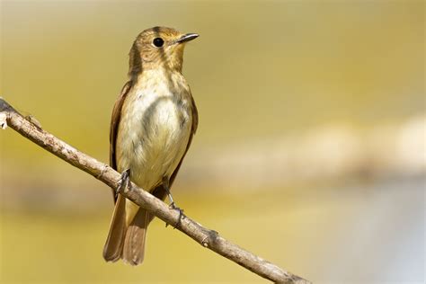 Narcissus Flycatchers Hakodate Birding