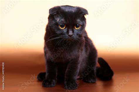 Black Scottish Fold Cat Stock Photo Adobe Stock