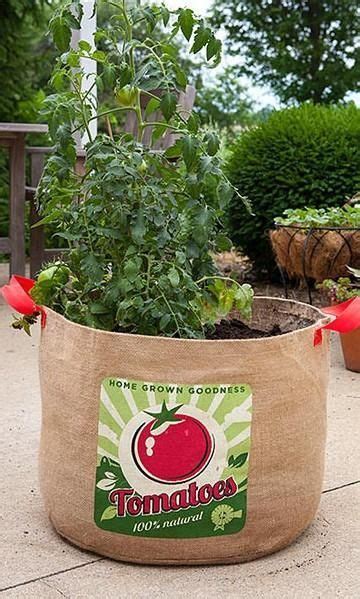 Tomato Grow Bag Growing Organic Tomatoes Growing Tomatoes In