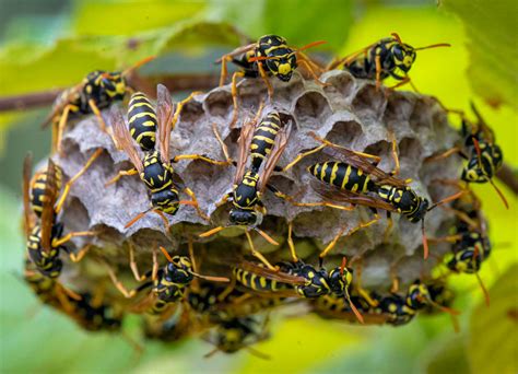 Robin Loznak Photography Paper Wasp Nest