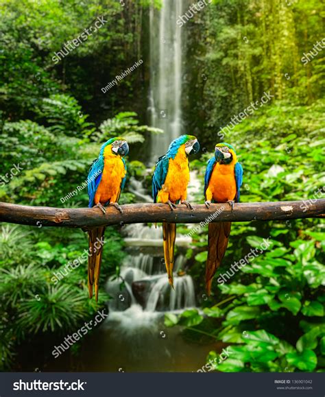 Parrots Habitat Rainforest
