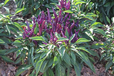 The Ornamental Pepper - Beautiful and Versatile! - Old World Garden Farms